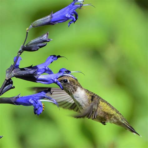 What Plants Do Hummingbirds Love the Most | Flowers that attract ...