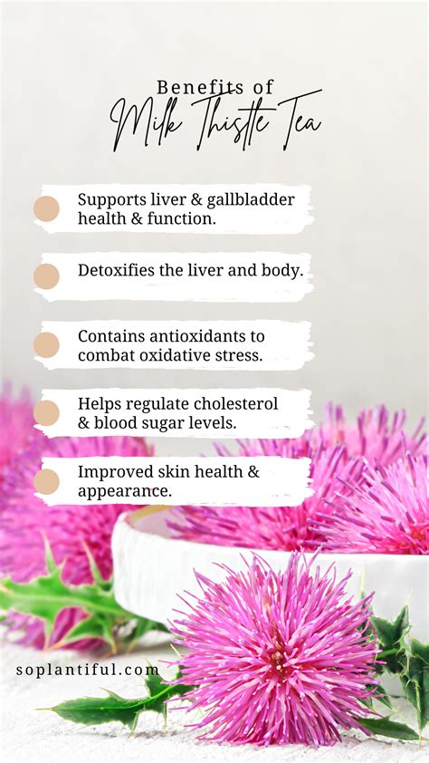 Milk Thistle Tea | Thistle Tea | So Plantiful