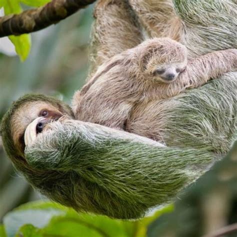 Meet the Sloth, the most adorable animal in Costa Rica - Costa Rica for ...