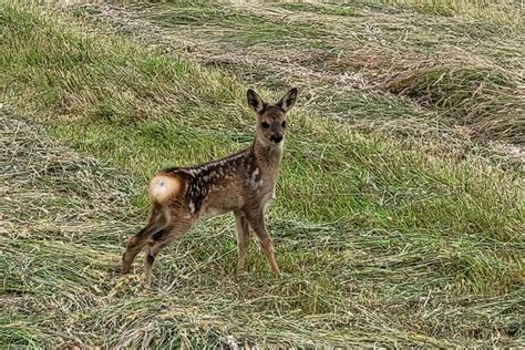 Jäger fordern Pflichtbrache von Landwirten: Sind sie sich noch grün ...