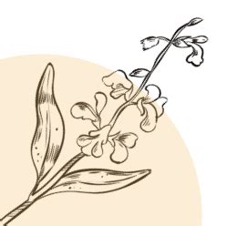 TheTribeConcepts™ | Natural Alternatives to Skin and Hair Care – The ...