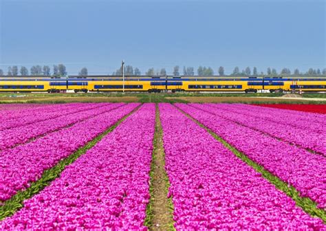 Image result for Spring Break Train