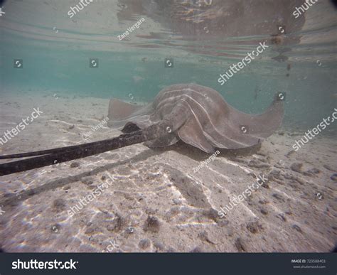 187 Stingray barb Images, Stock Photos & Vectors | Shutterstock