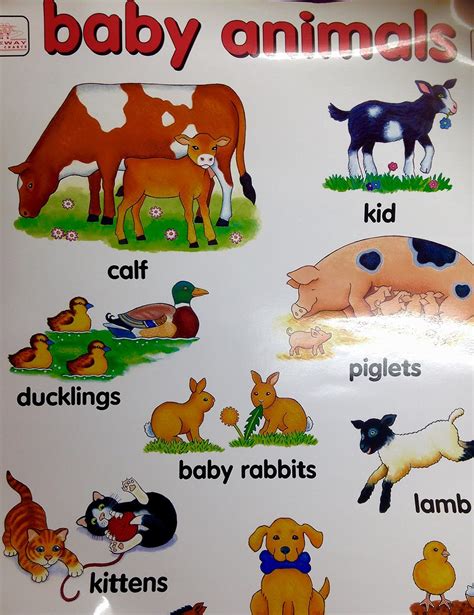 Baby Animals Wall Chart : Amazon.in: Books