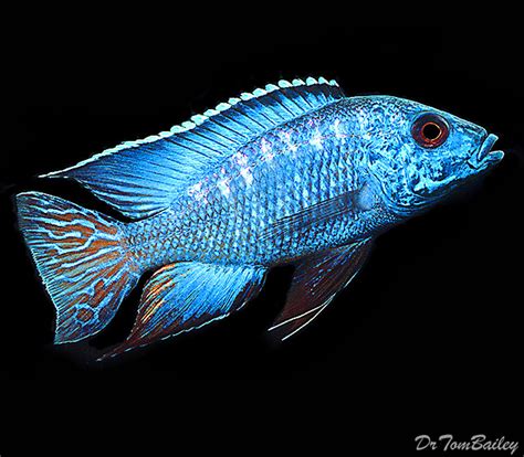 All African Cichlid Species Cichlids Malawi Cichlids SPECIES PROFILE OF ...