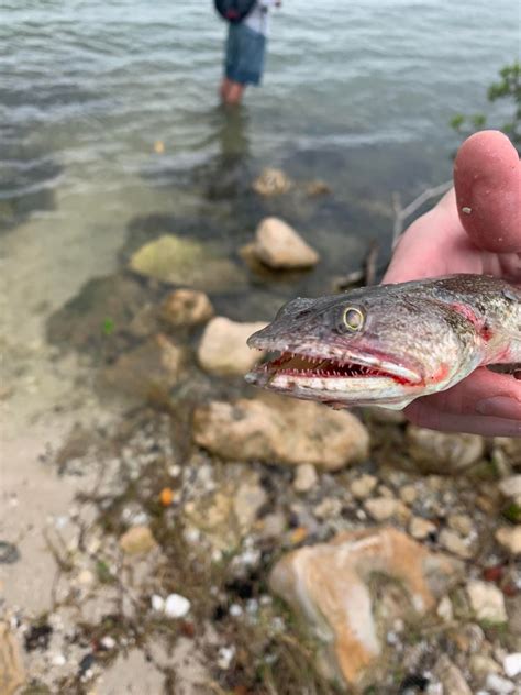 Purple Scrips from Ocean Fishing : r/ffxiv