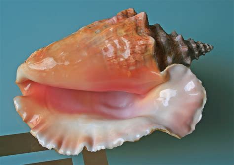 Image result for Conch Shell Food