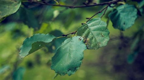 Top 50 Most Common UK Trees