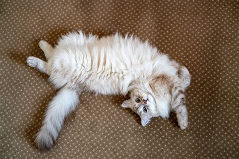 Top 5 Facts: Best Time for Neutering Cats – Animova - when is best time to neuter cat