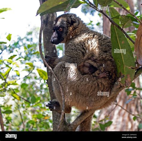Common brown lemur with week-old baby. Endemic to Madagascar Stock Photo - Alamy
