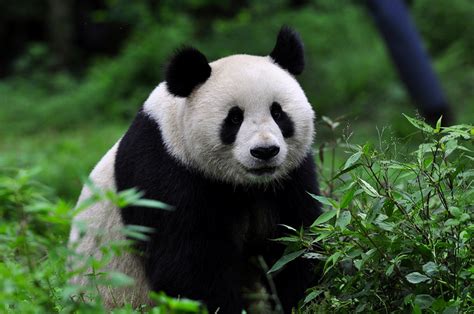 大熊猫为什么是国宝_大熊猫是我国的国宝_淘宝助理