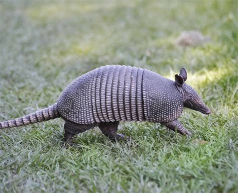 Armadillo - The Little Armored One