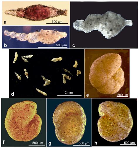An Integrative Taxonomic Survey of Benthic Foraminiferal Species ...