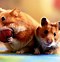 Image result for Cute Baby Hamsters