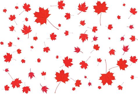 Canada Day maple leaves background. 3484096 Vector Art at Vecteezy