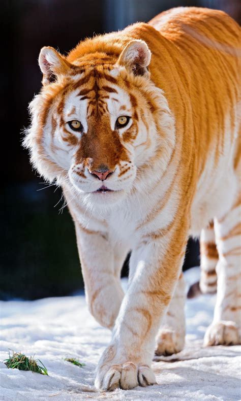 Golden Tiger Wallpapers - Top Free Golden Tiger Backgrounds ...