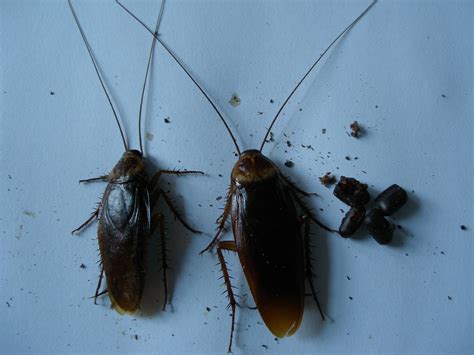 养殖蟑螂（美洲大蠊）和野生蟑螂有什么区别？如果大规模释放会对周边环境造成哪些危害？