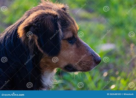 Portrait of Cute Brown-black Dog Stock Image - Image of side, breed ...
