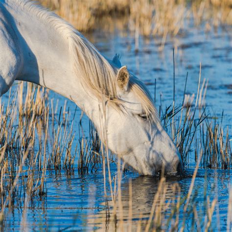 How Much Water Do Horses Drink? - Wholesome Equine Nutrition