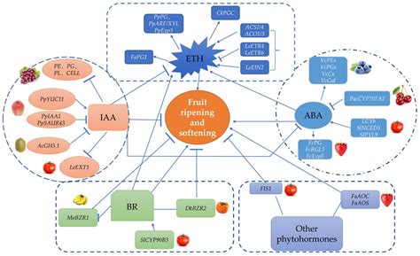 Molecular and Genetic Events Determining the Softening of Fleshy Fruits ...