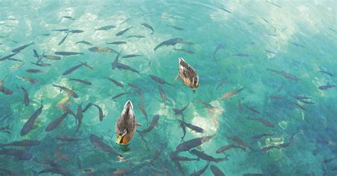 Animal Swim 的图像结果