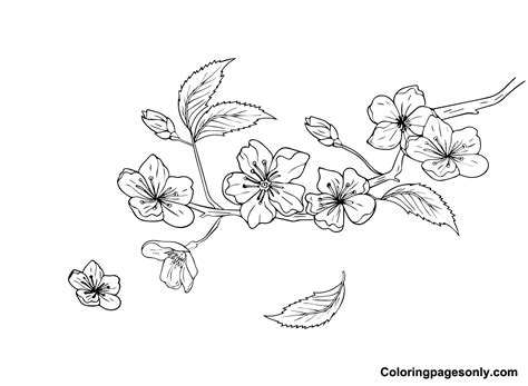 20+ Cherry Blossom Coloring Pages - Free Printable PDF & Online Coloring