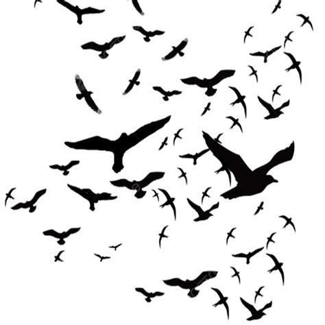 Black And White Flying Birds Above The Clouds, Bird, Flying Bird, Black ...