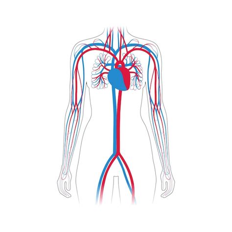 Image result for Circulatory System Diagram without Labels