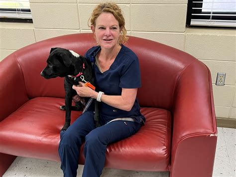 Adopters, fosters needed to relieve overcrowded Huntsville Animal ...