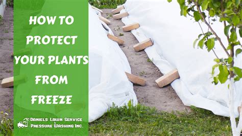 How to Protect Your Plants From Freeze – Welcome to Daniel's Lawn ...