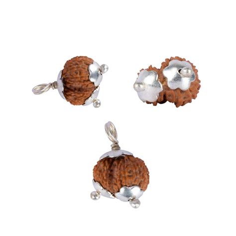 Giri - Gaurishankar Rudraksha | Rudraksha Bead | Original Rudraksha