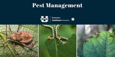 Vegetable Pest Management, USU Extension - Washington County, Hurricane ...