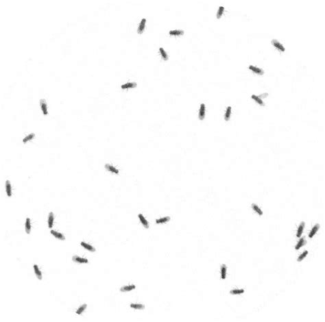 Multiple Drosophila Tracking System with Heading Direction