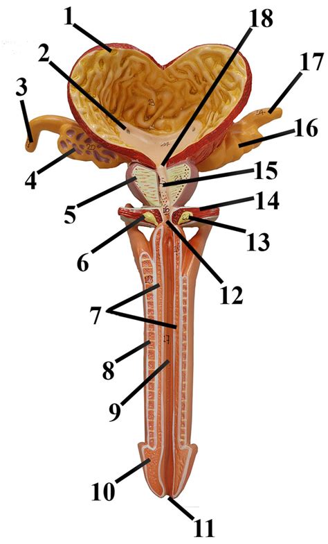 Image result for Male Reproduction Model