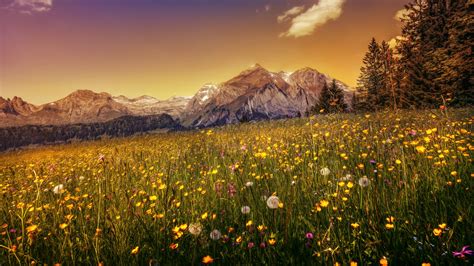 Image result for Nature-Based Optimization Algorithm