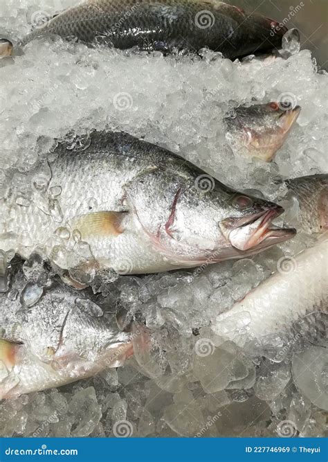 Raw Sea Bass on Ice. Fresh White Snappers Fish in Market. Stock Image ...