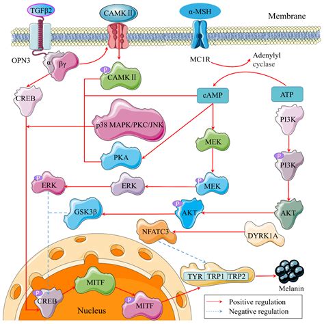 The Hypopigmentation Mechanism of Tyrosinase Inhibitory Peptides ...
