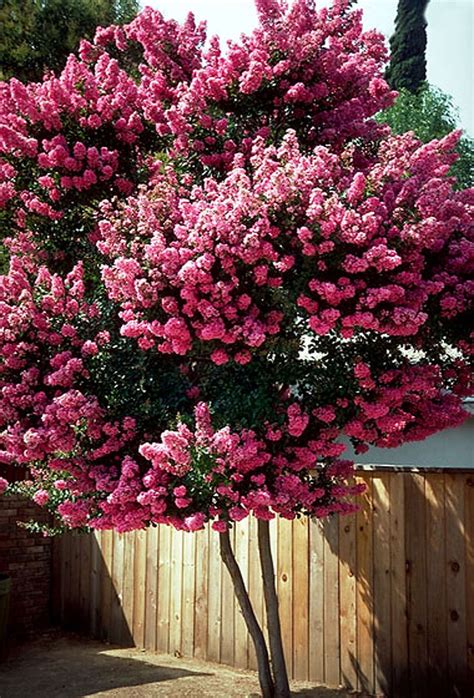 Consider the versatile crape myrtle for summer blooms