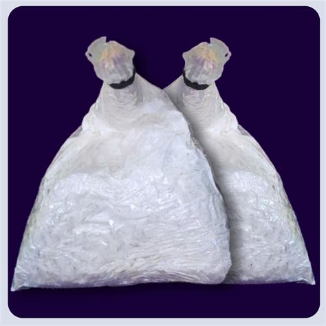 White Button Mushroom Spawn/Seed (200 gm + 2PP Grow Bags) - First ...