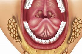 Image result for sublingual