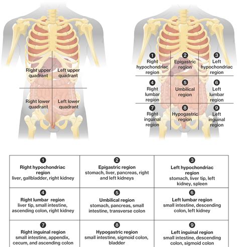 Left Hypochondriac Region