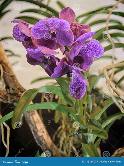 Hanging Orchid Vanda Pachara Delight With Aerial Roots Royalty-Free ...