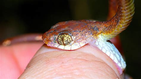 Snake Bite