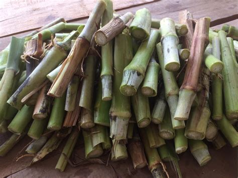 Hybrid Super Napier Grass Sticks | Pack of 50 Green Napier Sticks ...
