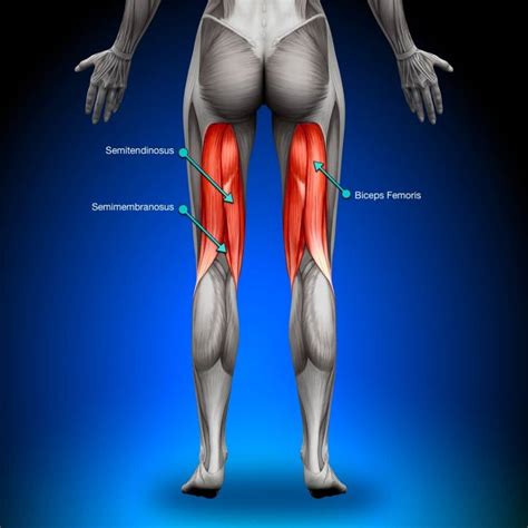 Image result for Hamstring Muscles
