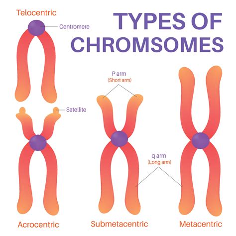 Centromere Types