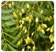 Forestry :: Timber Tree Species