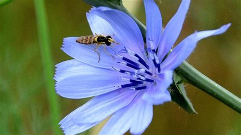 ¿Qué planta es un sucedáneo del café?