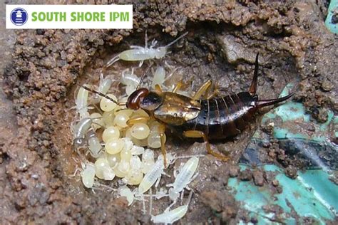 Can Earwigs Fly? Here's What You Need to Know