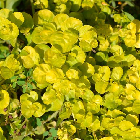 Golden Creeping Jenny (Lysimachia nummularia Aurea) - Plants for Ponds